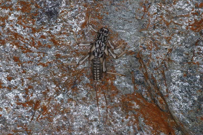 Jens Bohle Portfolio/Steinfliege_Larve